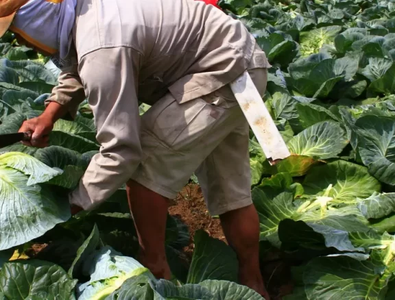 Aggregation and structured transactions for: Maize, Rice, Soybeans. Benefit: Improves market access, price stability, and transparency for farmers.