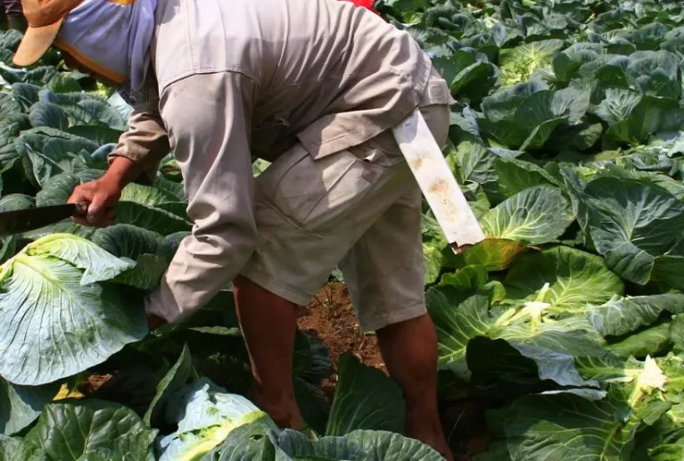 Aggregation and structured transactions for: Maize, Rice, Soybeans. Benefit: Improves market access, price stability, and transparency for farmers.