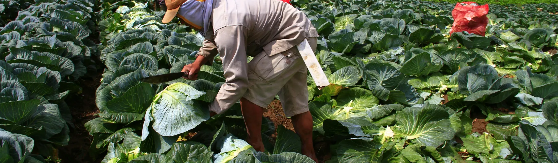 Aggregation and structured transactions for: Maize, Rice, Soybeans. Benefit: Improves market access, price stability, and transparency for farmers.