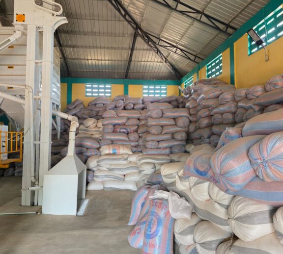 Production of maize, rice, and soybean seeds