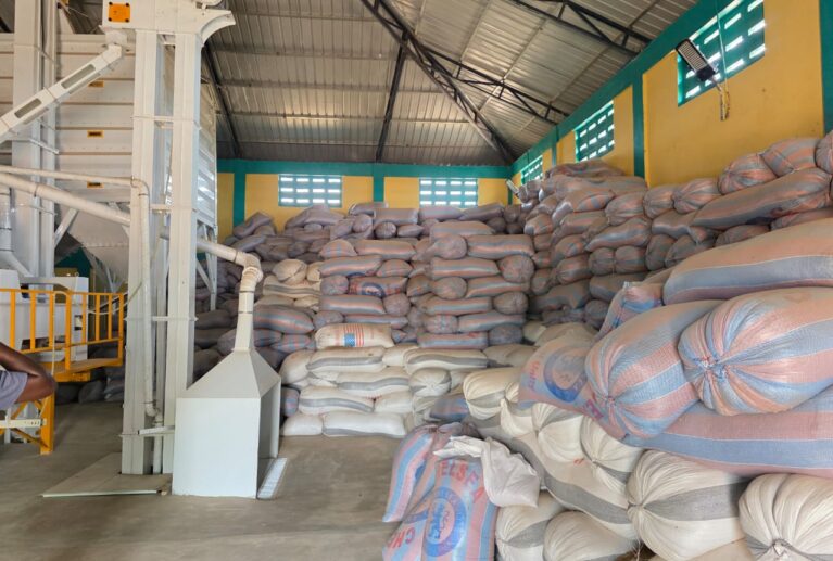 Production of maize, rice, and soybean seeds
